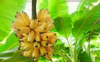 أهم فوائد الموز التي يقدمها لصحة الجسم